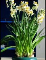 水仙花爆料视频大全最新,揭秘娱乐圈幕后真相 第2张 水仙花爆料视频大全最新,揭秘娱乐圈幕后真相 第2张